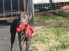 Marley with toy